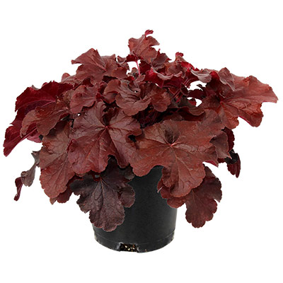 Heuchera NORTHERN EXPOSURE™ 'Red'