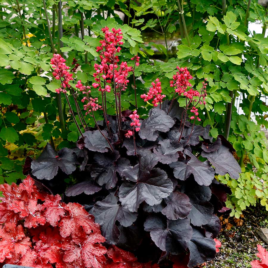 Heuchera 'Black Forest Cake'