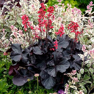 Heuchera 'Black Forest Cake'