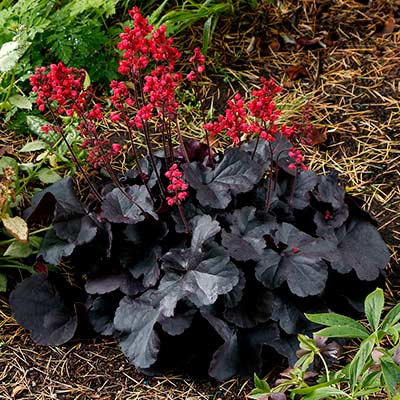 Heuchera 'Black Forest Cake'