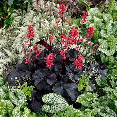 Heuchera 'Black Forest Cake'