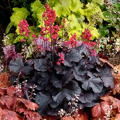 Heuchera 'Black Forest Cake'