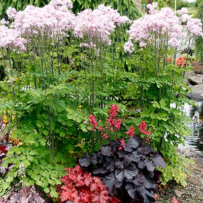 Heuchera 'Black Forest Cake'