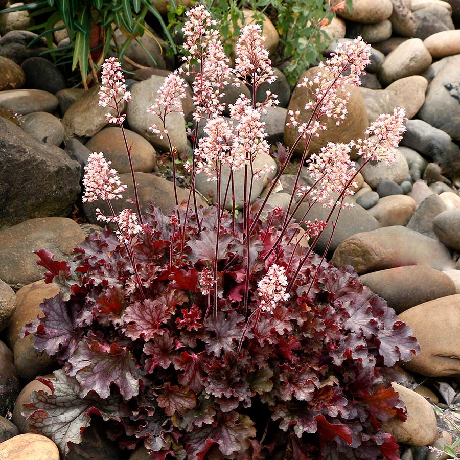 Heuchera 'Ruby Tuesday'