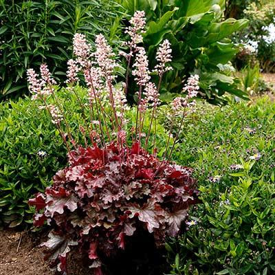 Heuchera 'Ruby Tuesday'