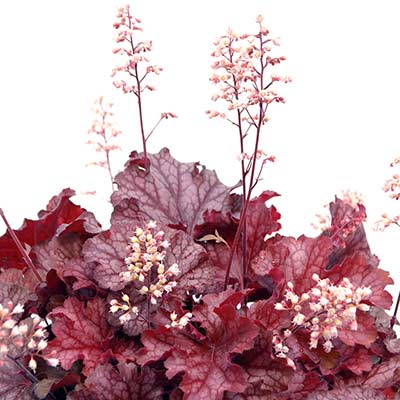 Heuchera 'Ruby Tuesday'