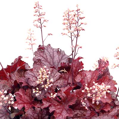 Heuchera 'Ruby Tuesday'