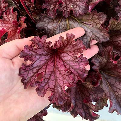 Heuchera 'Ruby Tuesday'