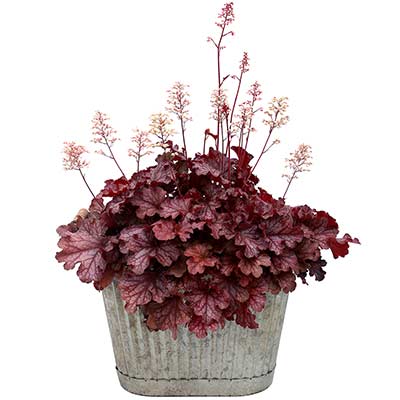 Heuchera 'Ruby Tuesday'