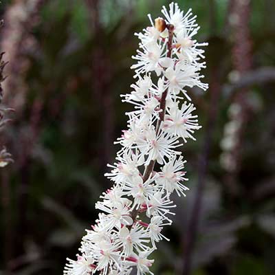 Actaea 'Black Negligee'