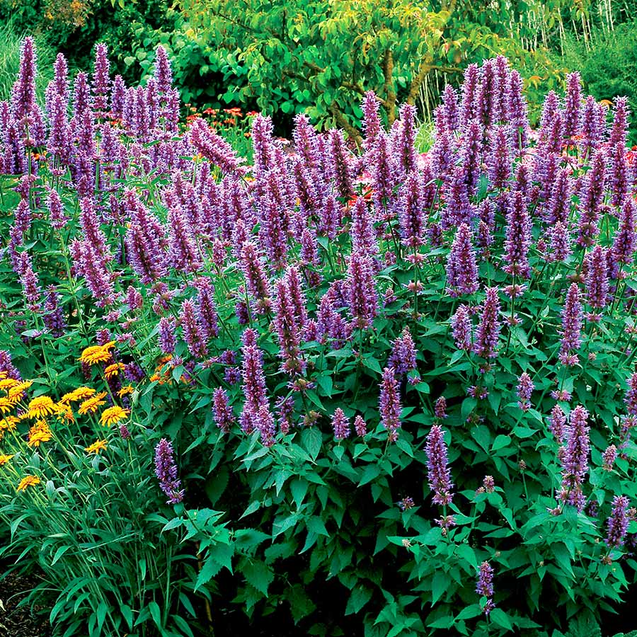 Agastache 'Blue Boa'