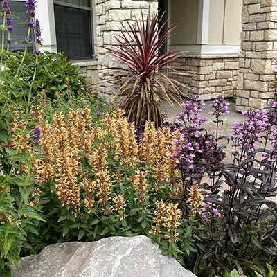 Agastache 'Kudos Gold'