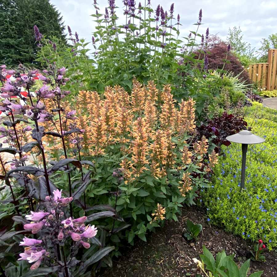 Agastache 'Kudos Gold'