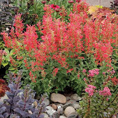 Agastache 'Kudos Red'