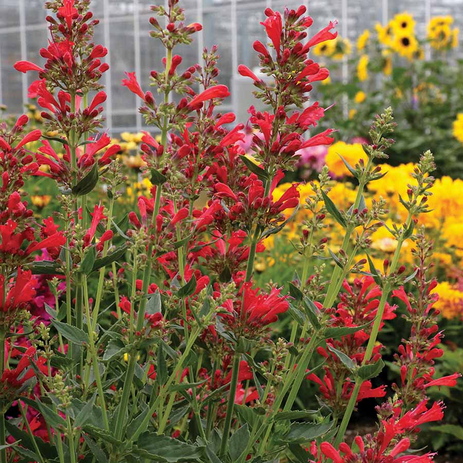 Agastache 'Kudos Red'