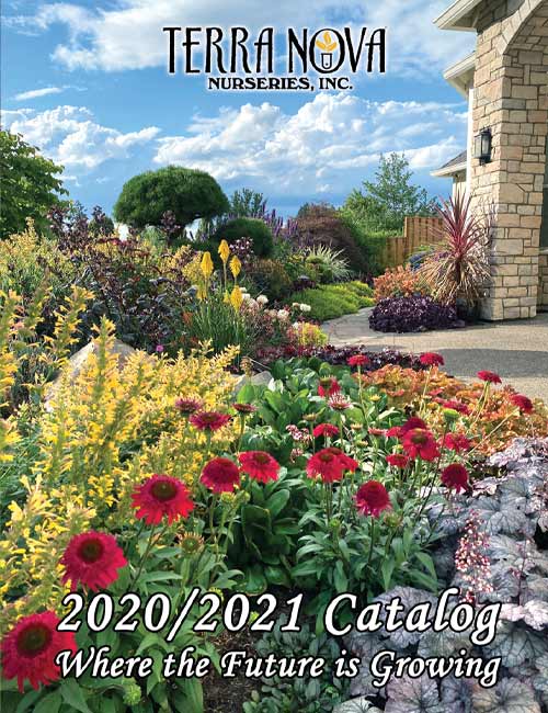 2020 / 2021 Catalog