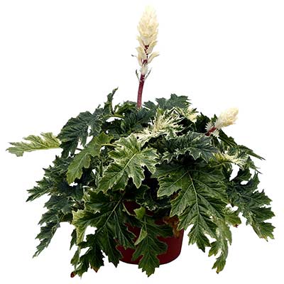 Acanthus 'Whitewater'