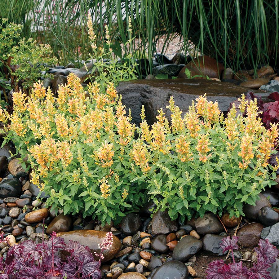 Download Agastache Poquito Butter Yellow Terra Nova Nurseries Inc