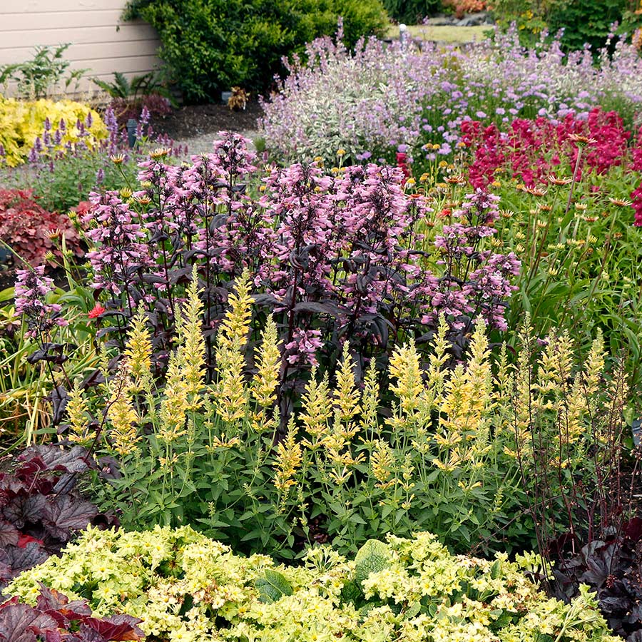 Agastache POQUITO® 'Butter Yellow'