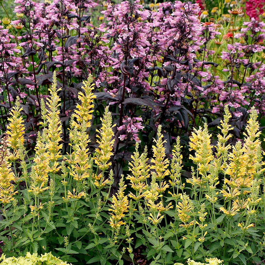 Agastache POQUITO™ Butter Yellow