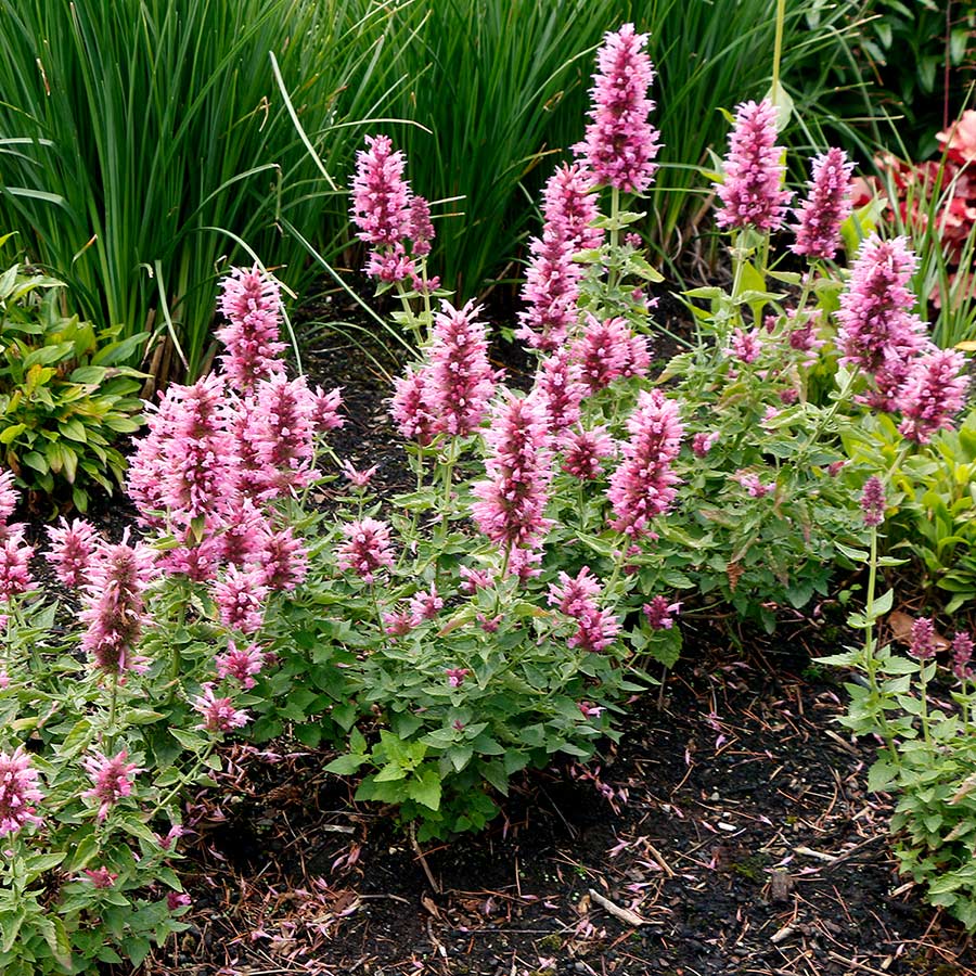 Agastache POQUITO® 'Lavender'