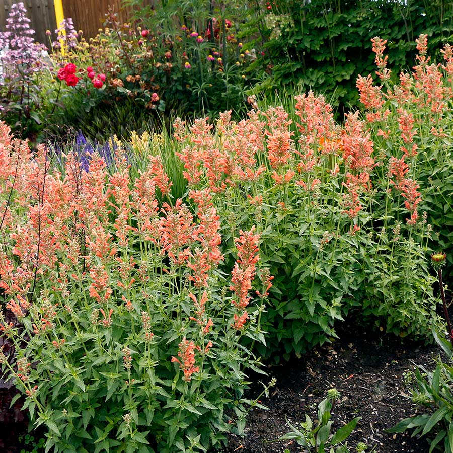 Agastache POQUITO® 'Orange'