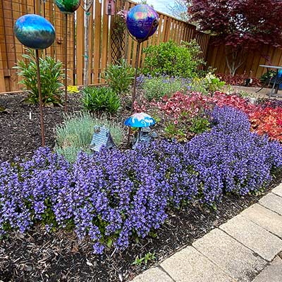 Ajuga 'Blueberry Muffin'