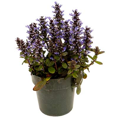 Ajuga 'Blueberry Muffin'