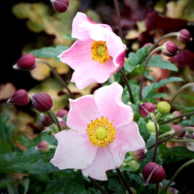 Anemone SATIN DOLL™ 'Blush'