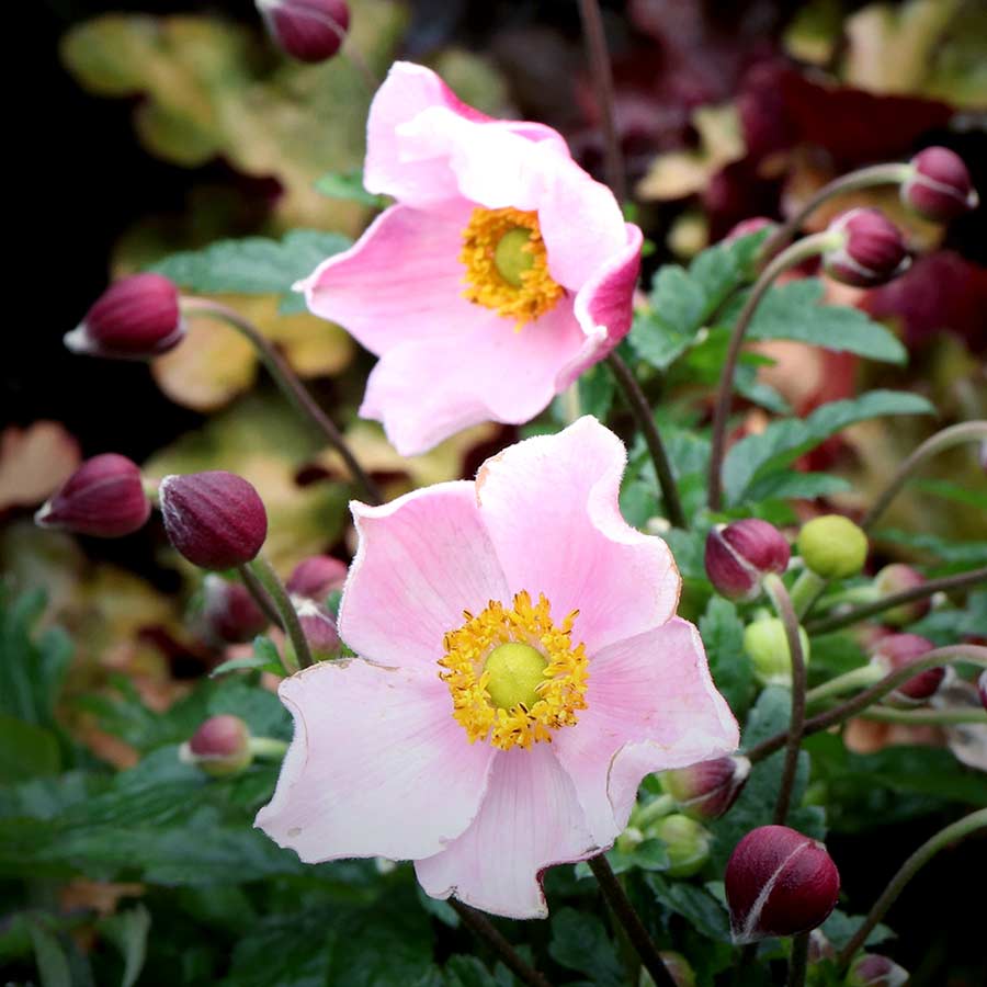 Anemone SATIN DOLL™ 'Blush'