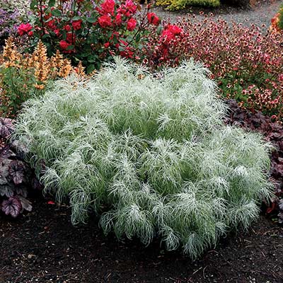 Artemisia MAKANA™ 'Silver'