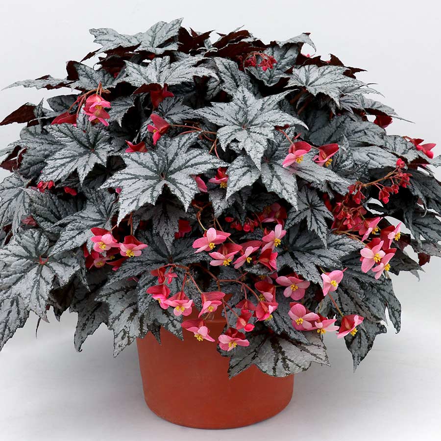 Begonia HOLIDAY™ 'New Year's Eve'