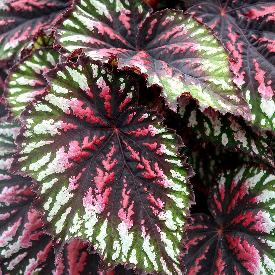 Begonia T-REX™ 'Painter's Palette' | TERRA NOVA® Nurseries, Inc.