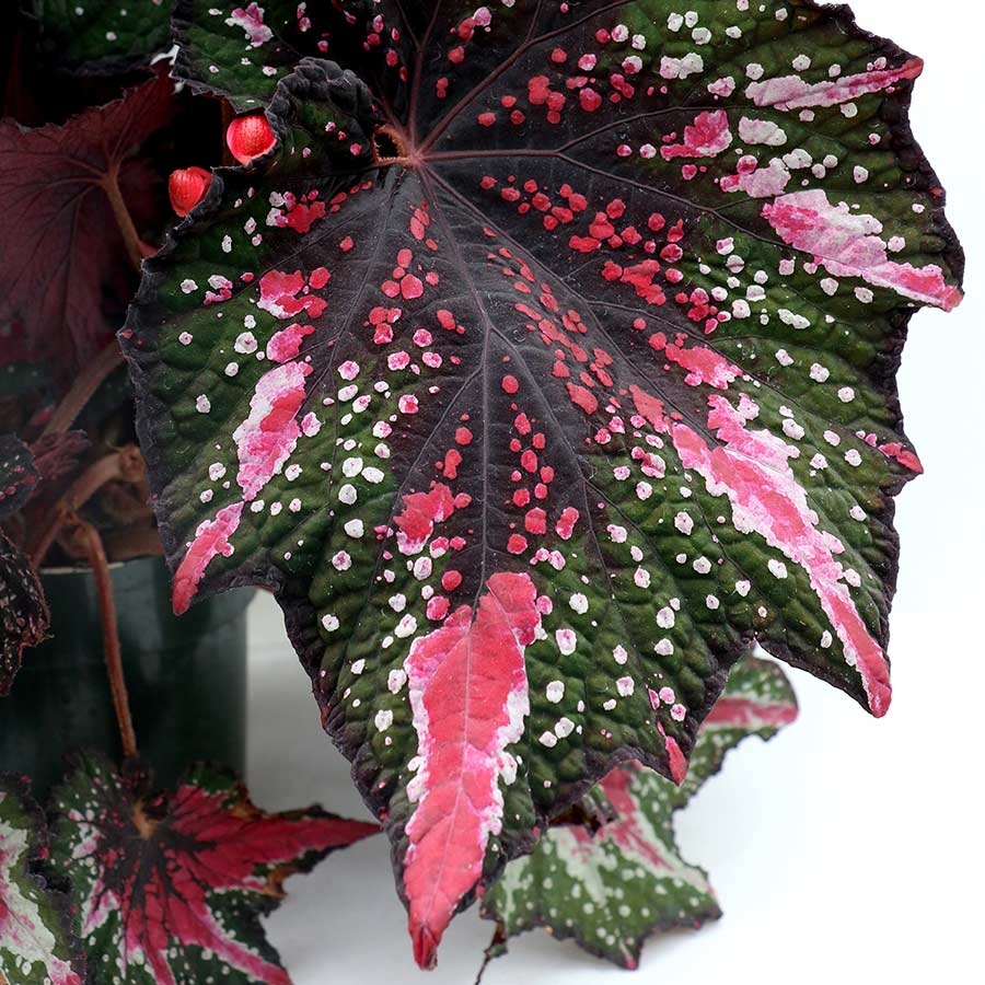 Begonia T REX® 'St. Nick'