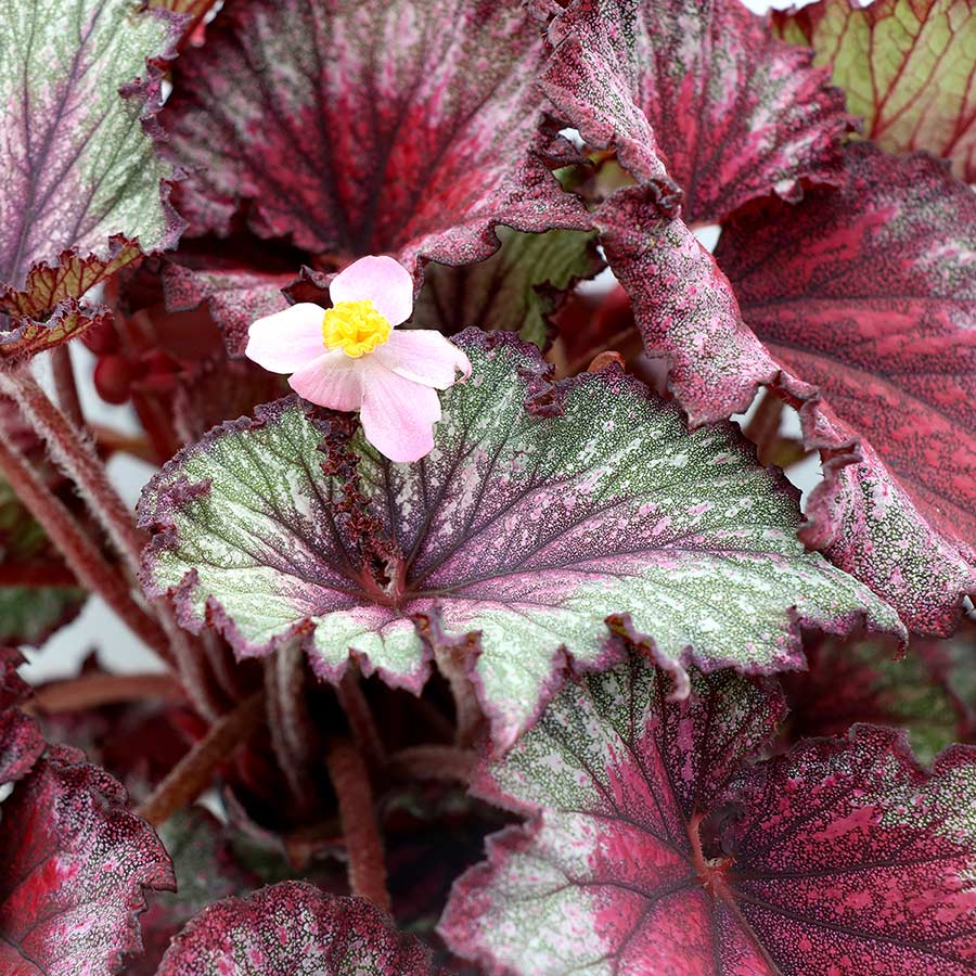 Begonia T REX® 'Stardust'