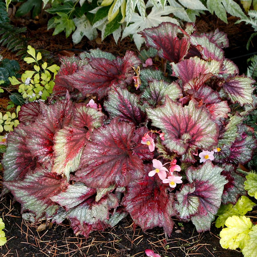 Begonia T REX® 'Stardust'