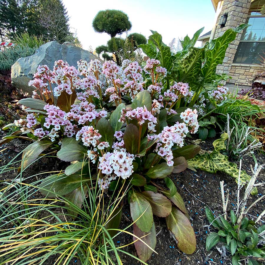 Bergenia DRAGONFLY™ 'Angel Kiss'