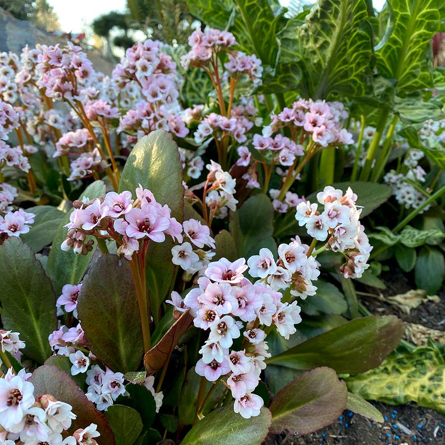 Bergenia DRAGONFLY™ 'Angel Kiss'