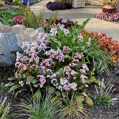 Bergenia DRAGONFLY™ 'Angel Kiss'