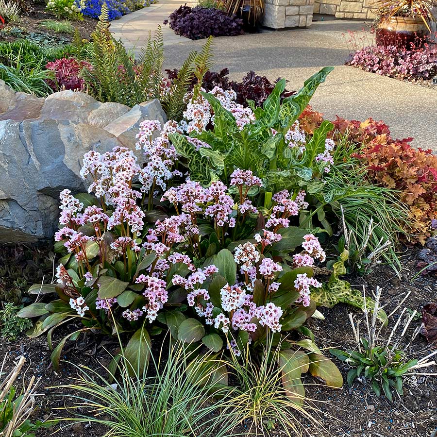 Bergenia DRAGONFLY™ 'Angel Kiss'