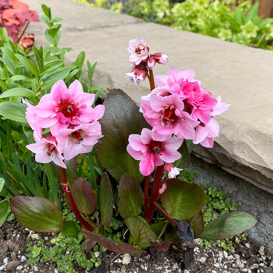 Bergenia DRAGONFLY™ 'Sakura'