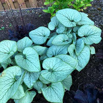 Brunnera ALCHEMY™ 'Silver'