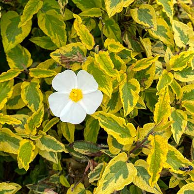 Cistus 'Mickie'