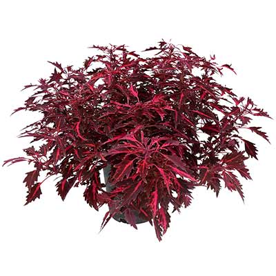 Coleus NOVA® 'Red Flare'