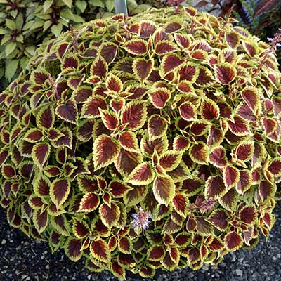 Coleus NOVA® 'Roly-Poly'