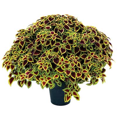 Coleus NOVA® 'Roly-Poly'