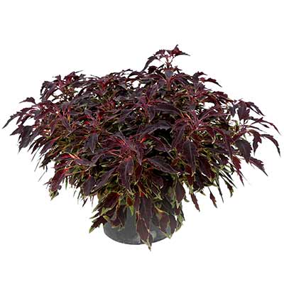 Coleus TERRA NOVA® 'Burgundy Breeze'