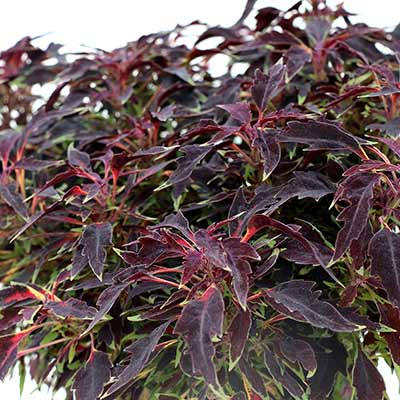 Coleus TERRA NOVA® 'Burgundy Breeze'