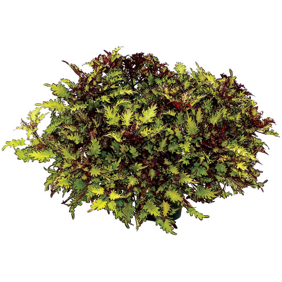 Coleus TERRA NOVA® 'Lorikeet'