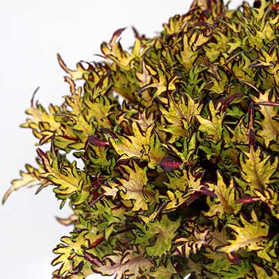 Coleus TERRA NOVA® 'Parakeet'